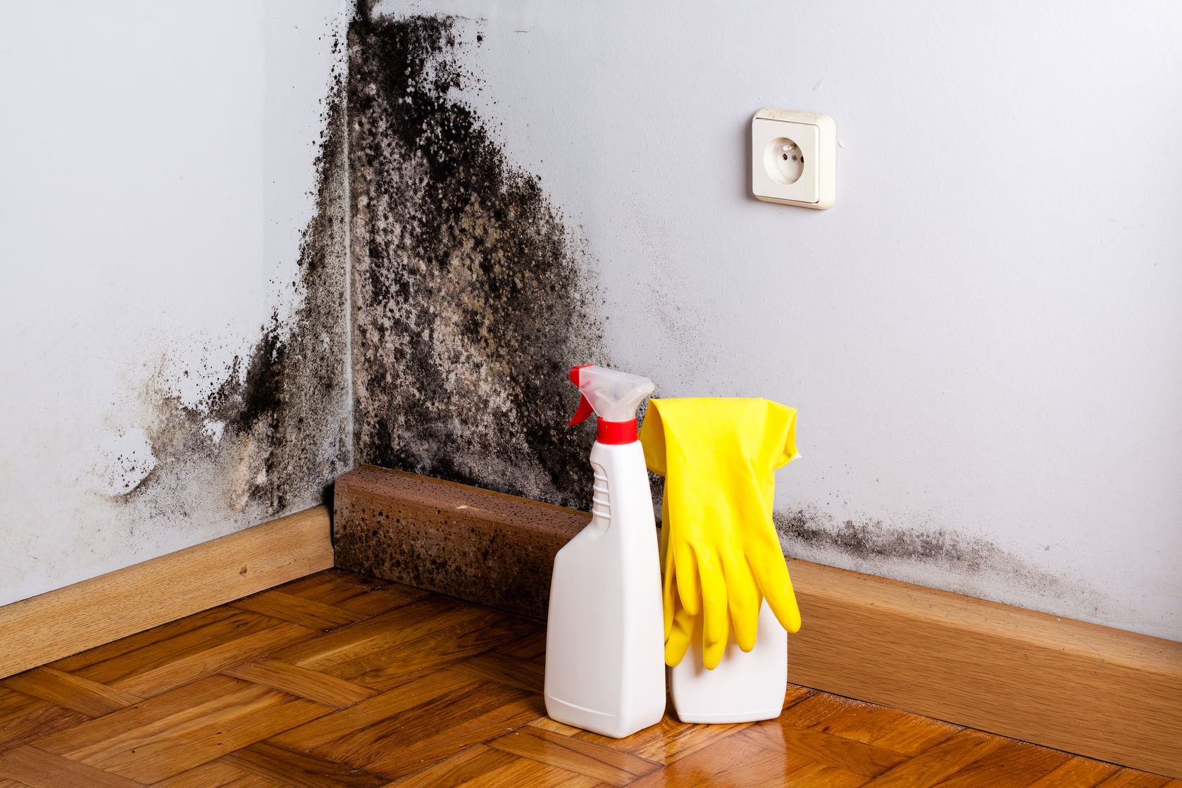 Black Mold Removal Strategies for Your Home