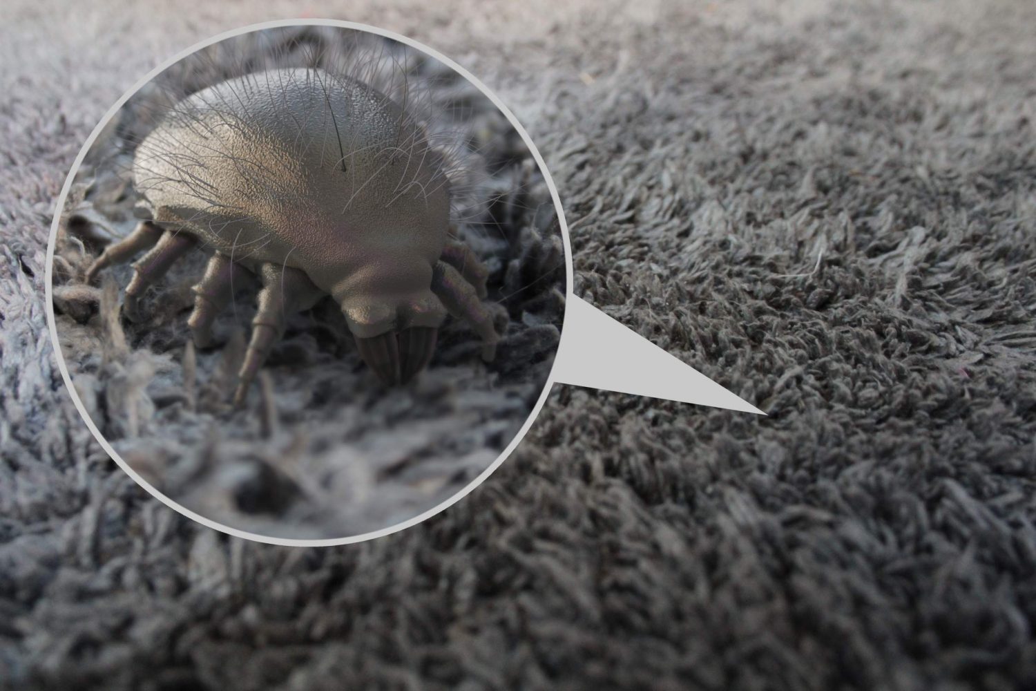 How to Get Rid Of Dust Mites In Your Home And Keep Allergies At Bay