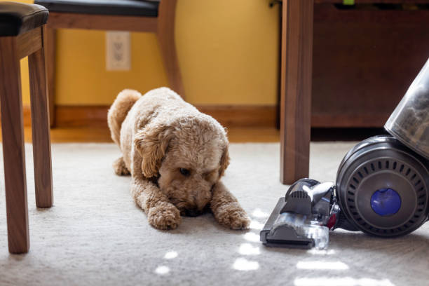 OUR CARPET CLEANING SERVICE REMOVES PET STAINS AND SMELLS